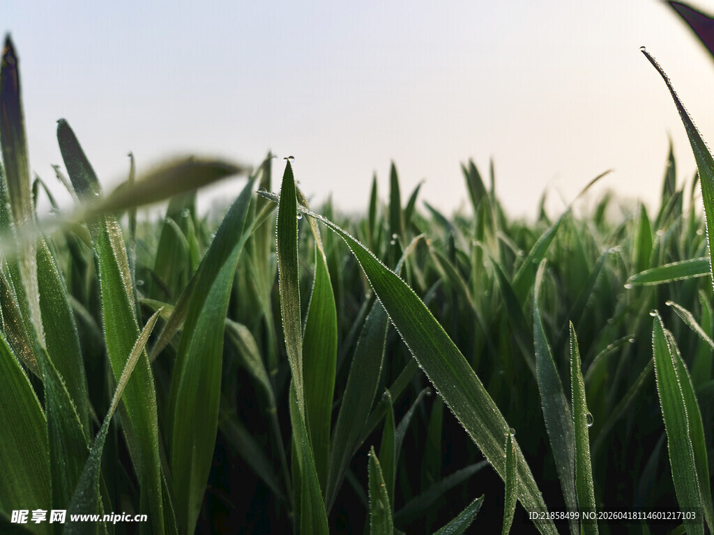露水麦苗