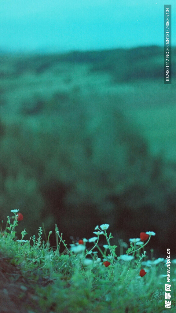 原野上的小花