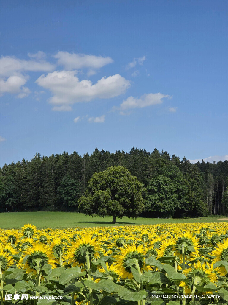 金黄向日葵田与蓝天绿树