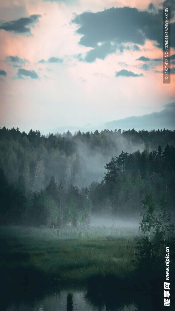 晨雾中的静谧森林景观