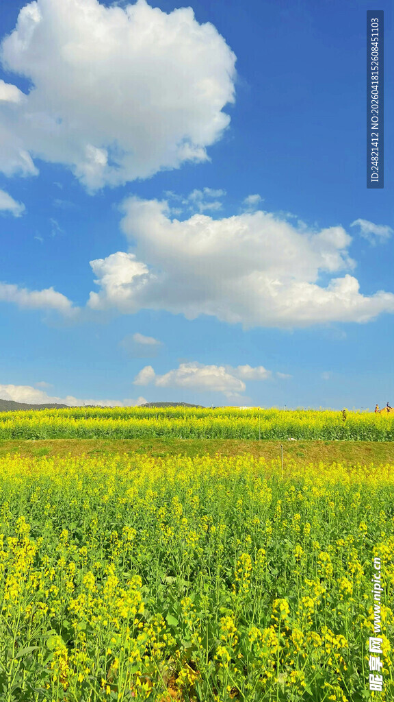 金黄油菜花田蓝天白云景