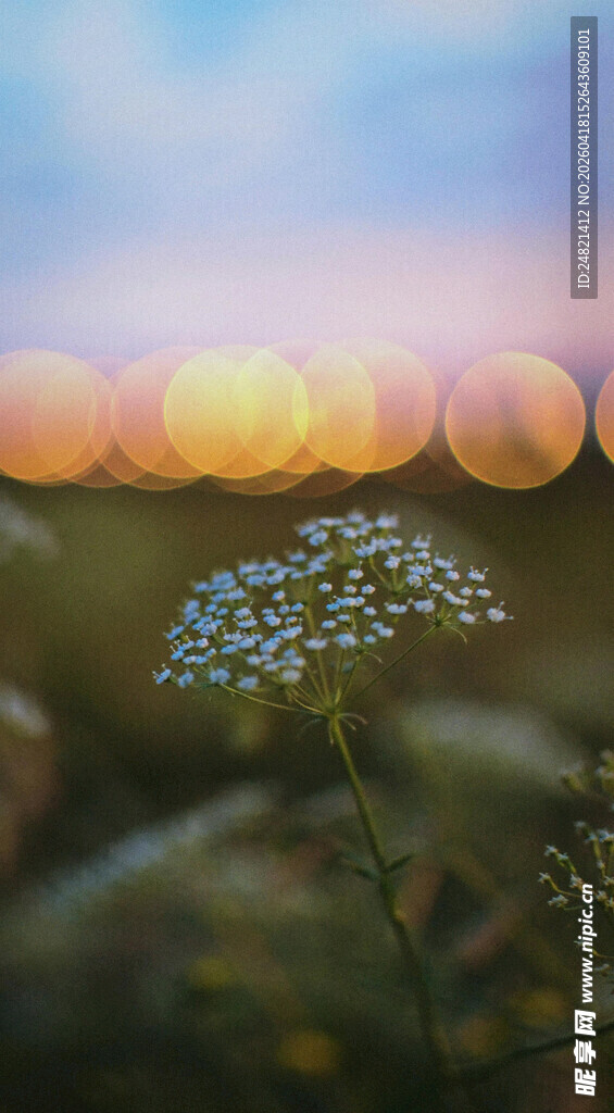 夕阳下的小白花