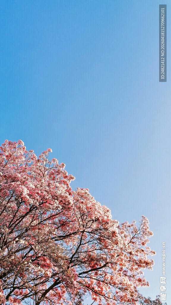 蓝天映衬下的绚烂樱花树
