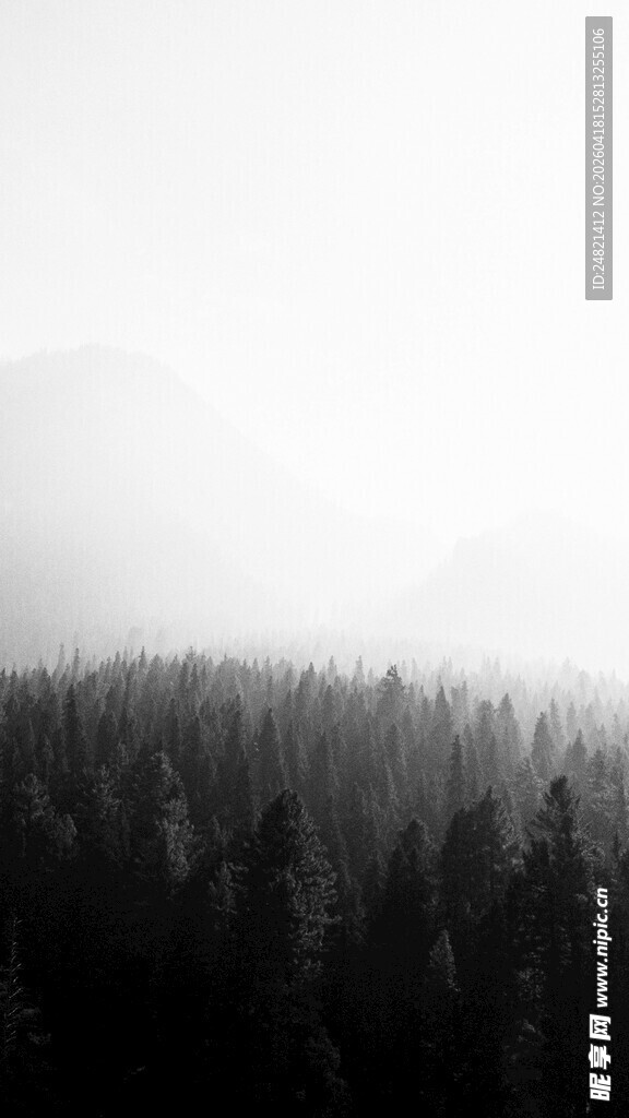雾中森林景观