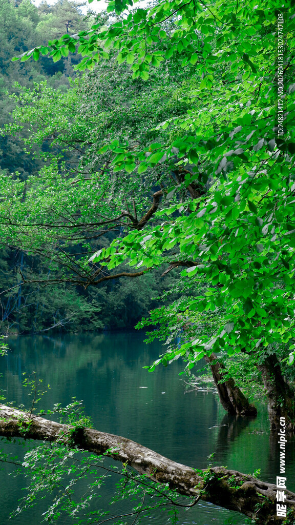 溪边繁茂绿树与横斜枯木