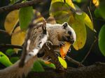 松鼠树上啃食橙色食物