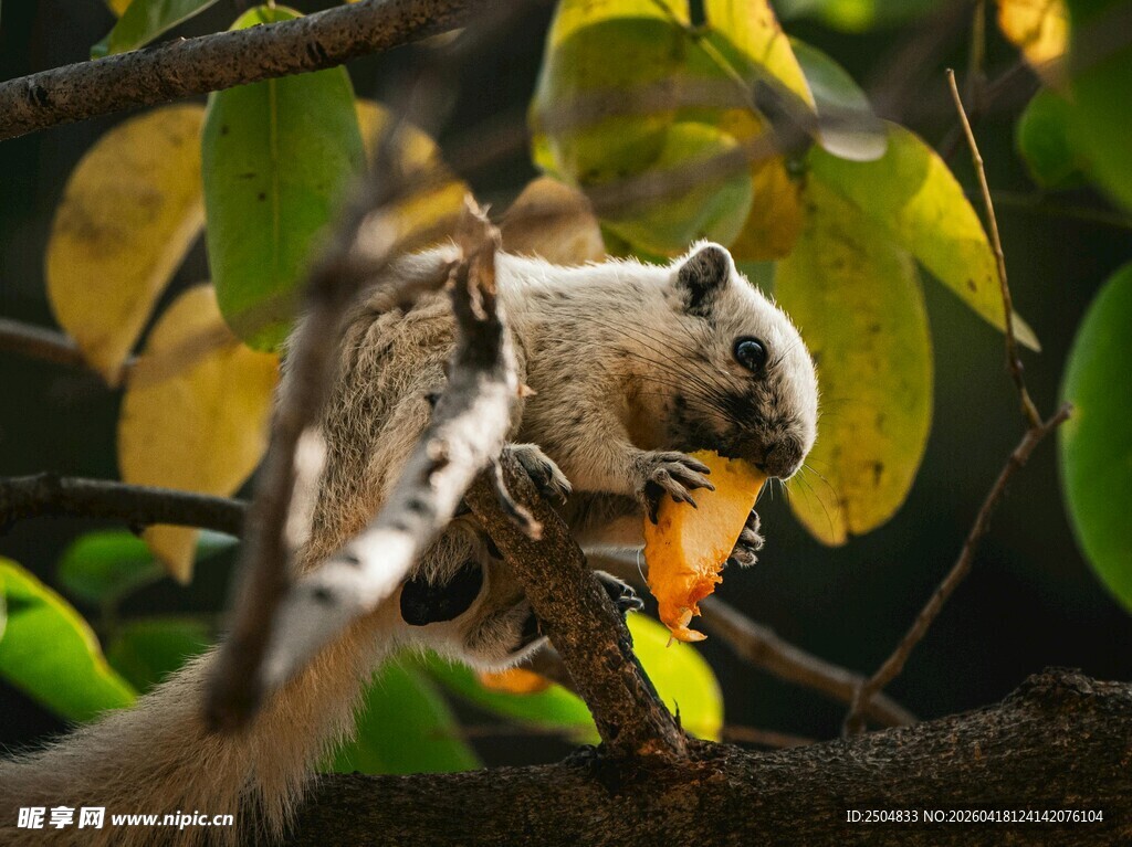 松鼠树上啃食橙色食物