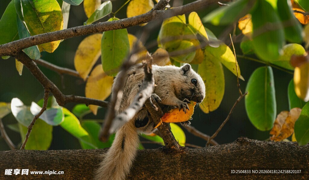 树上松鼠啃食果实