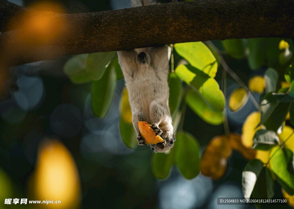 倒挂进食的松鼠