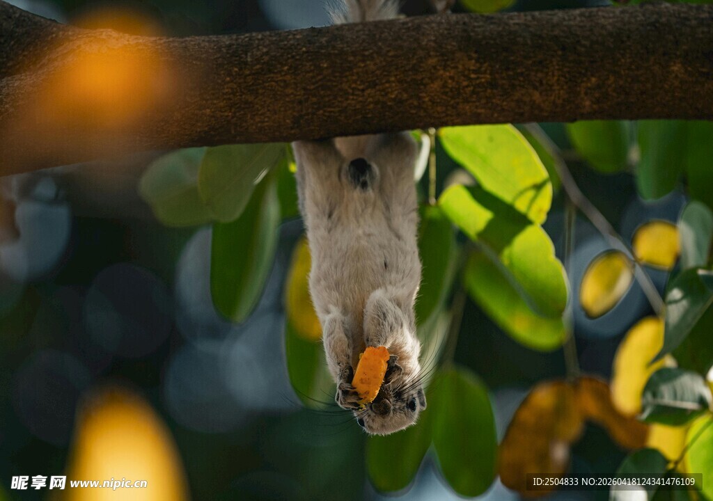 倒挂枝头的可爱松鼠