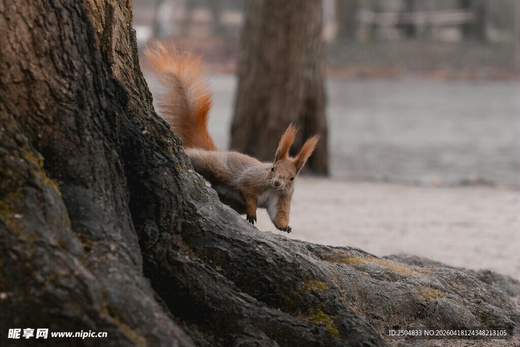 树干旁的可爱小松鼠