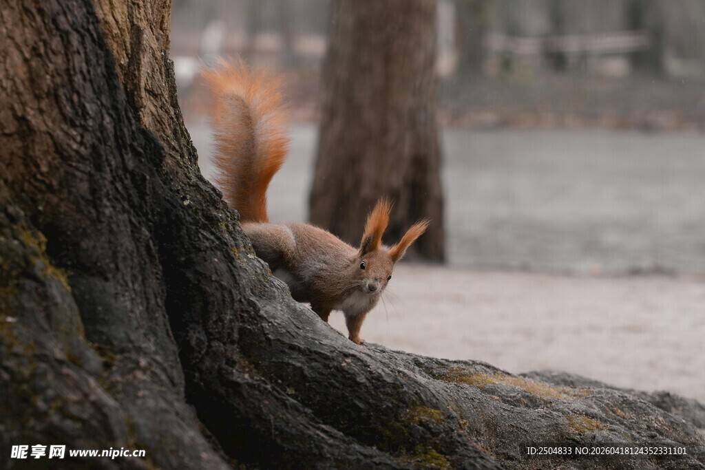 树干旁的可爱小松鼠