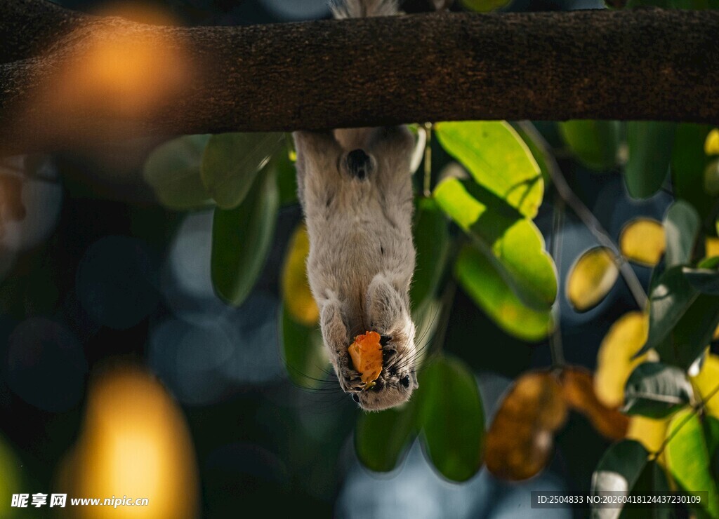 倒挂枝头的可爱松鼠