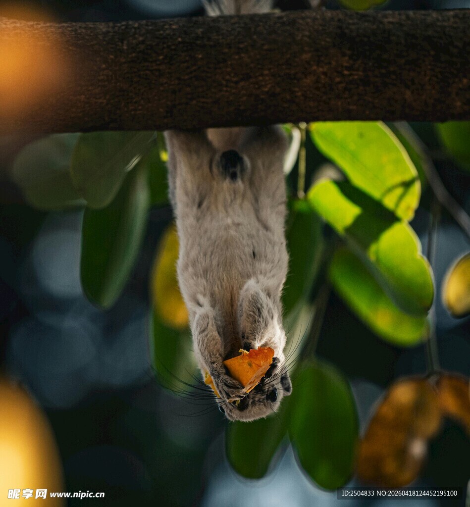倒挂进食的松鼠