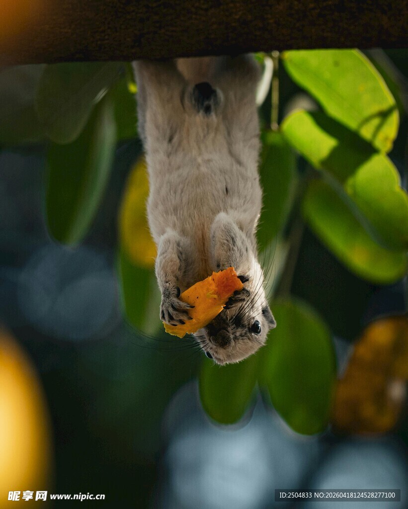 倒挂松鼠进食瞬间
