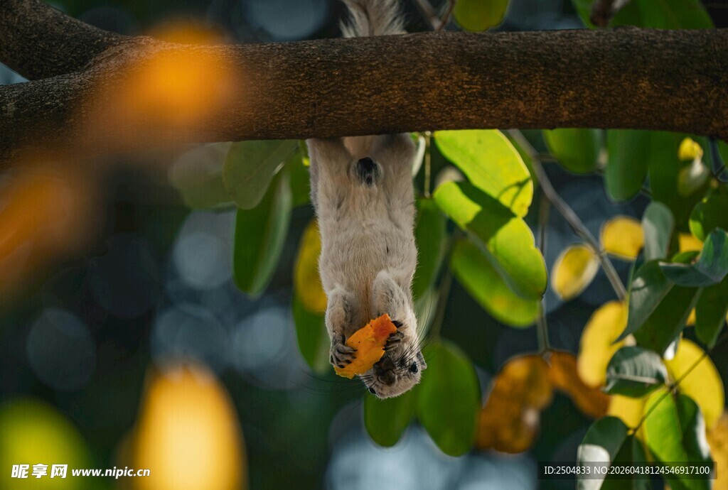 倒挂枝头的灵动松鼠