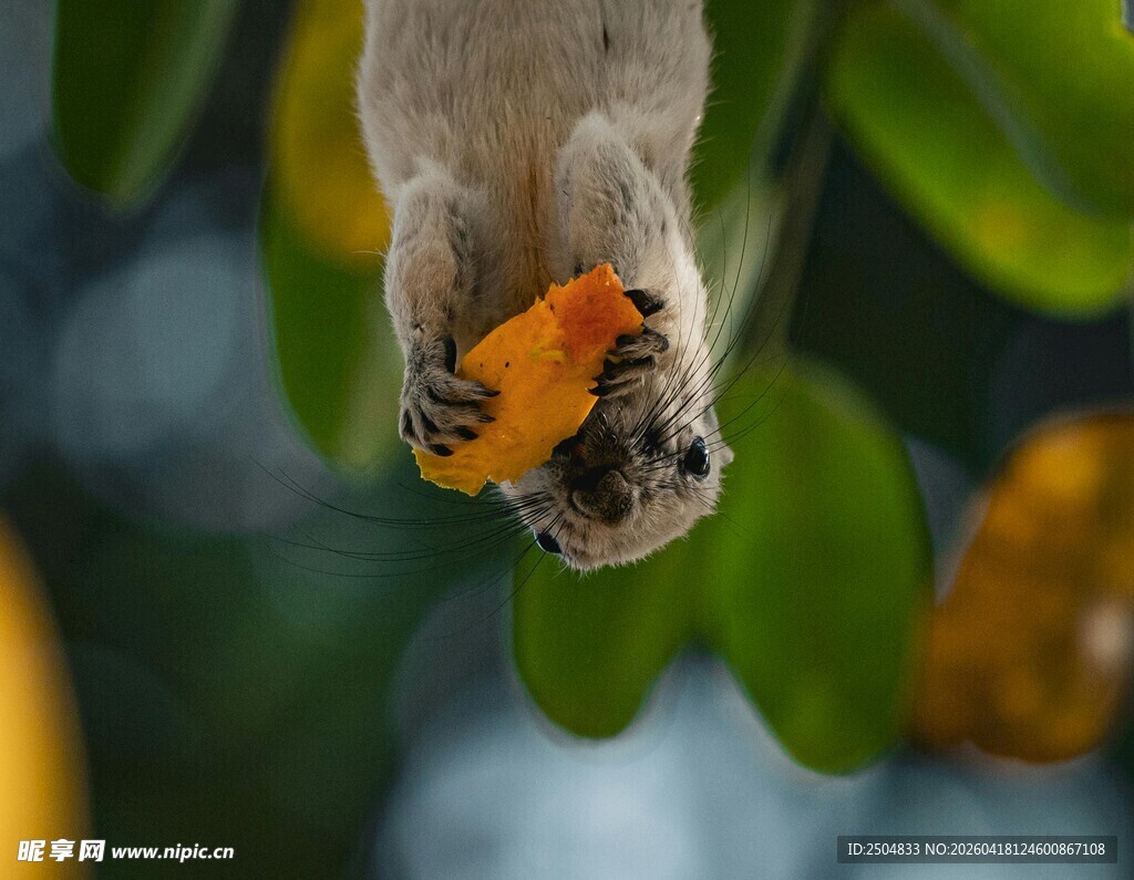 倒挂松鼠啃食橙色果实