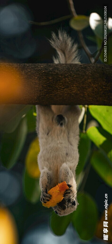 倒挂进食的松鼠