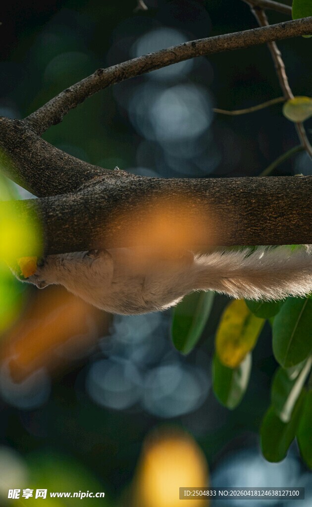 树枝上的神秘动物身影