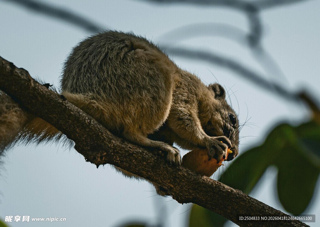 树枝上进食的可爱松鼠