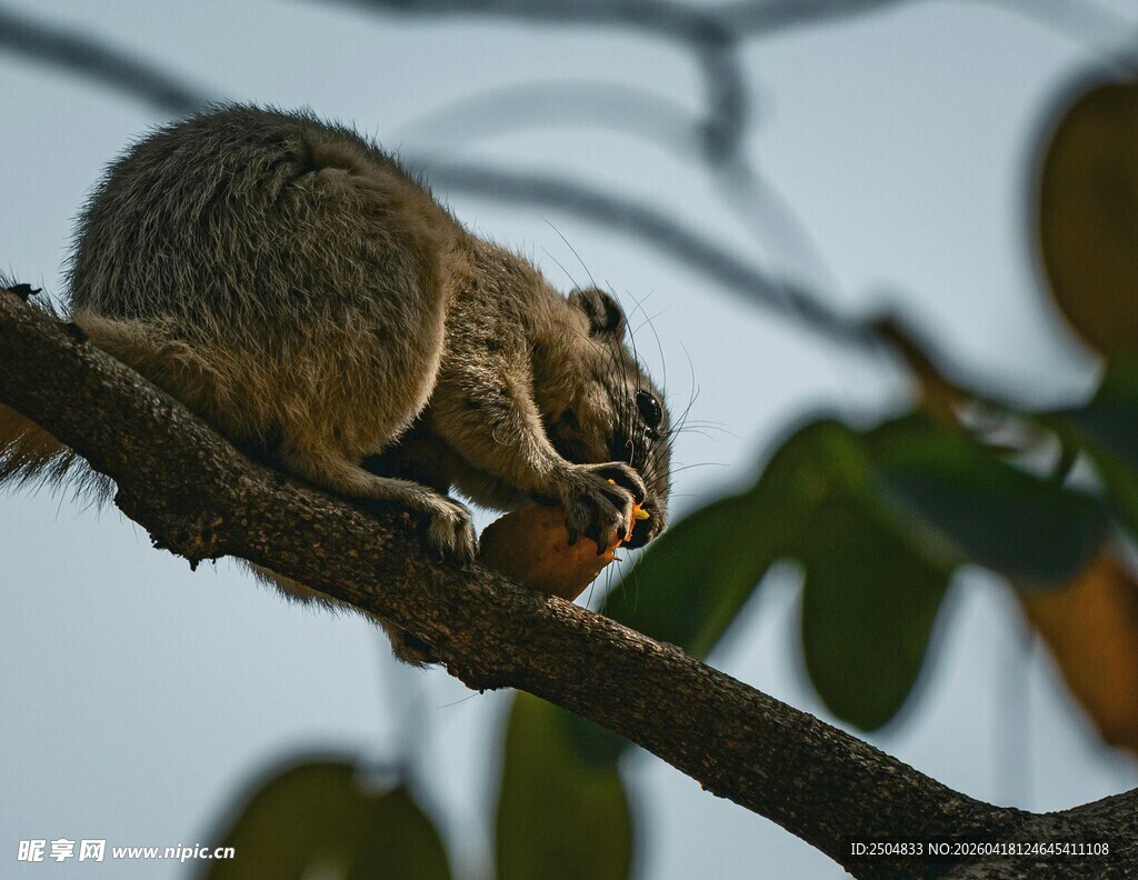 树枝上进食的可爱松鼠