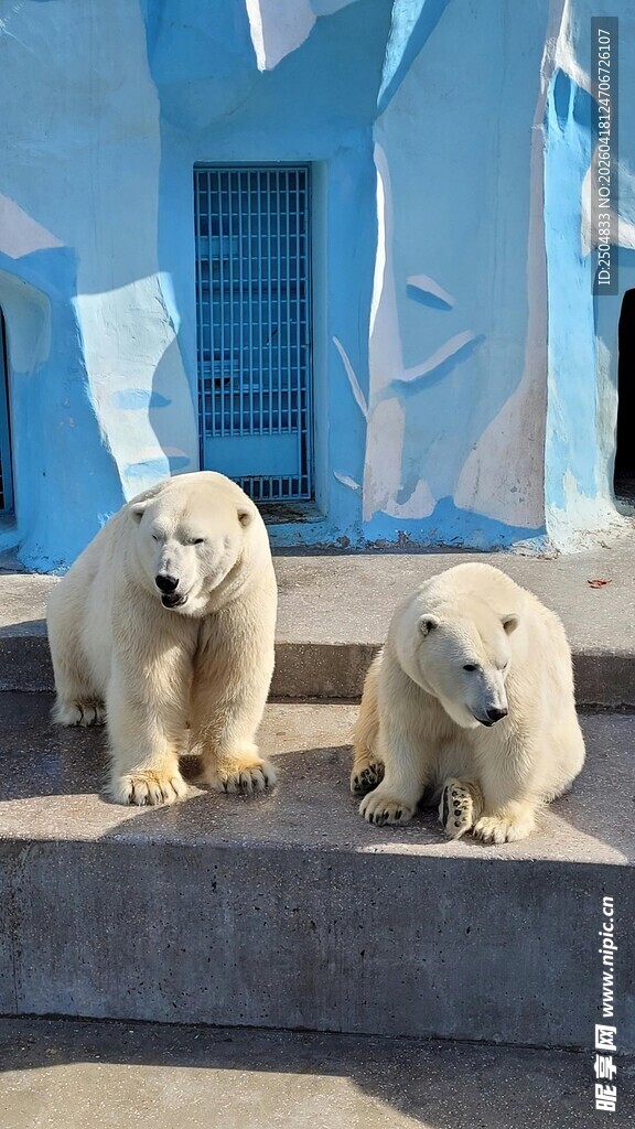 两只北极熊坐于蓝墙前