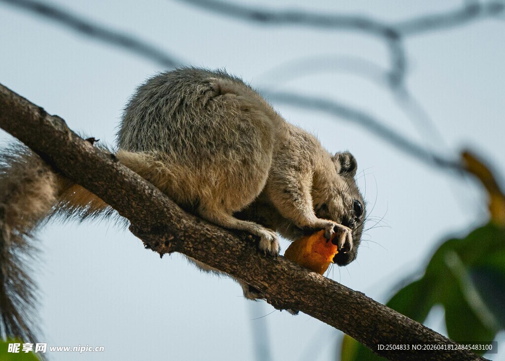 树枝上进食的可爱松鼠