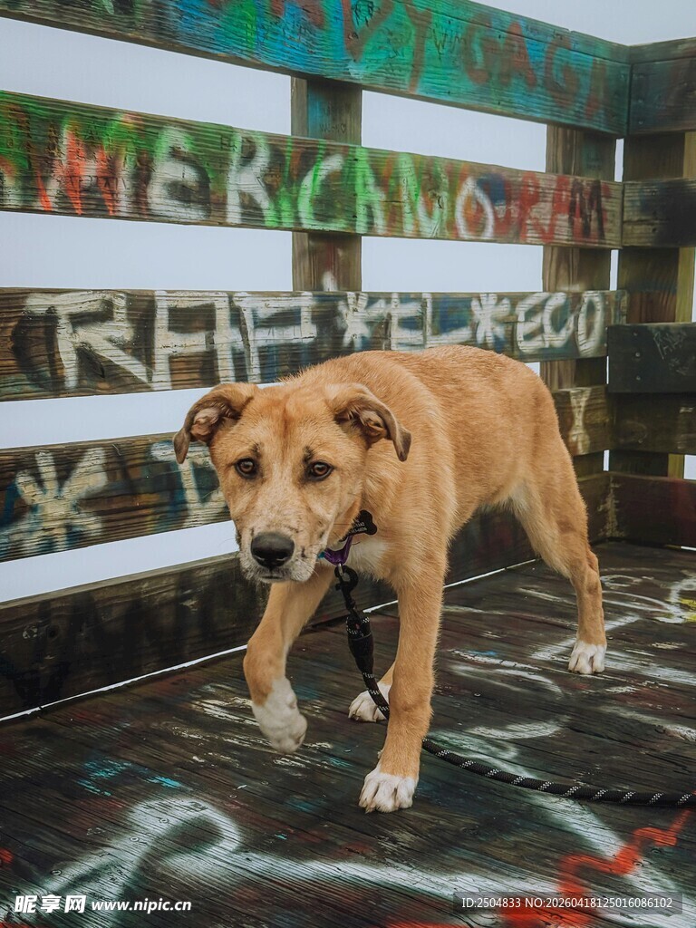 流浪狗在涂鸦墙前站立