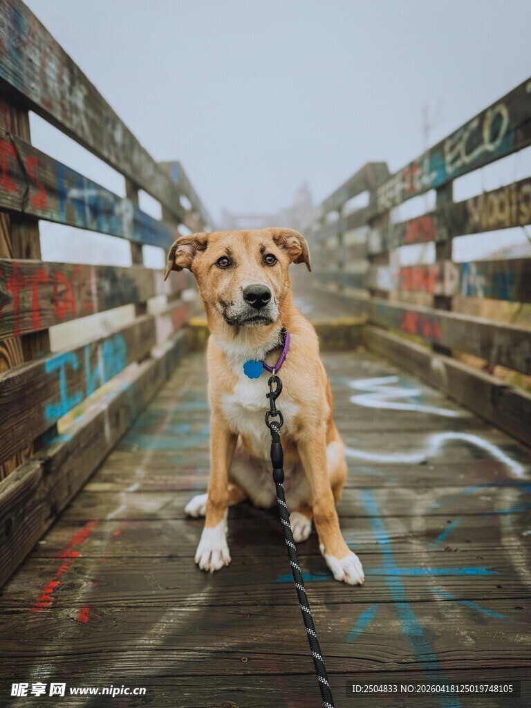 拴绳小狗坐于多彩木栈道