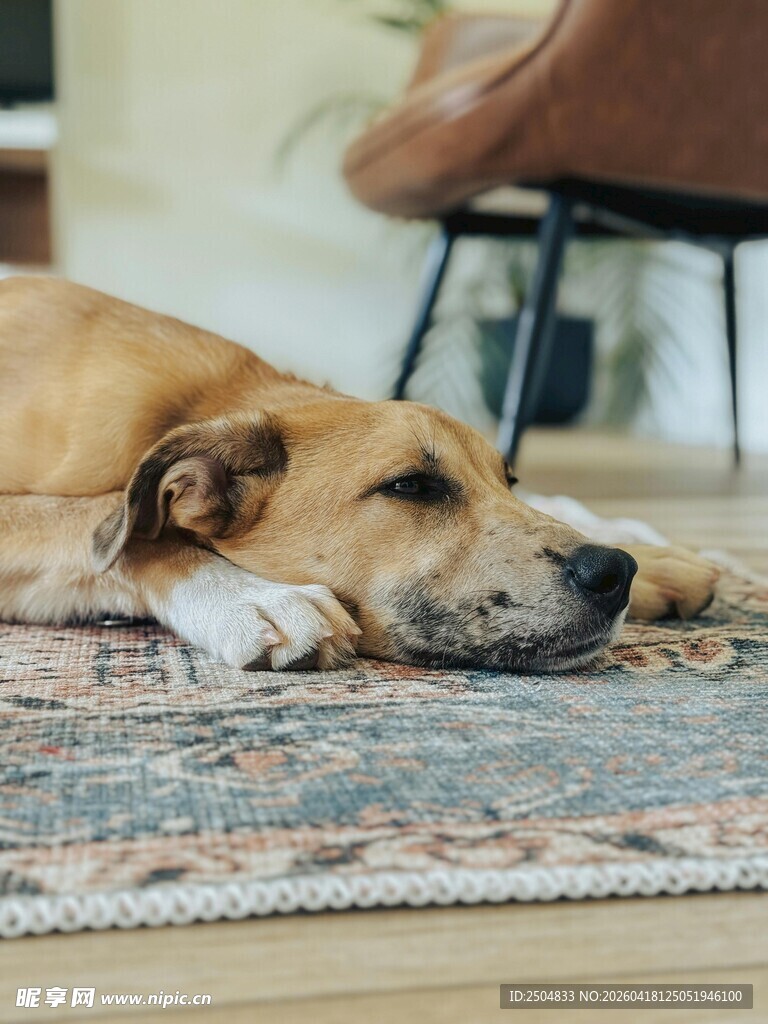 慵懒狗狗惬意趴在地垫上