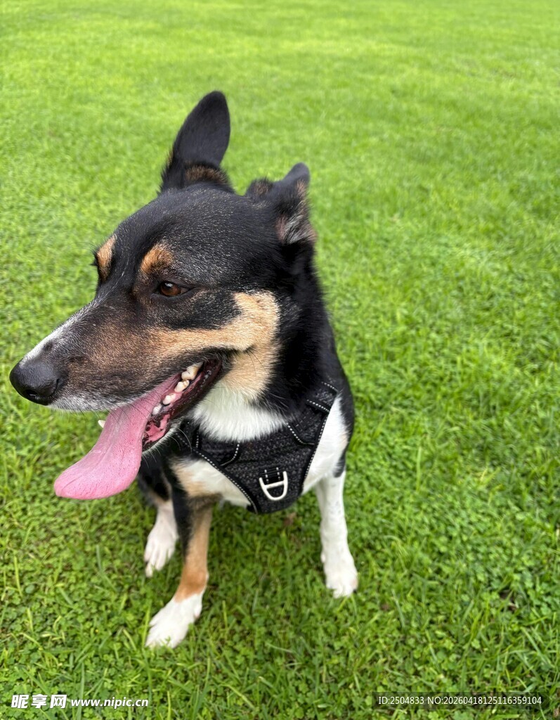 草地上吐舌的可爱小狗