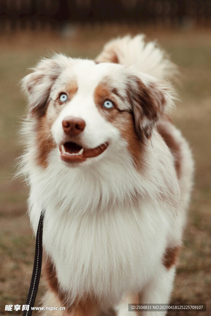 可爱 洲牧羊犬户外靓照