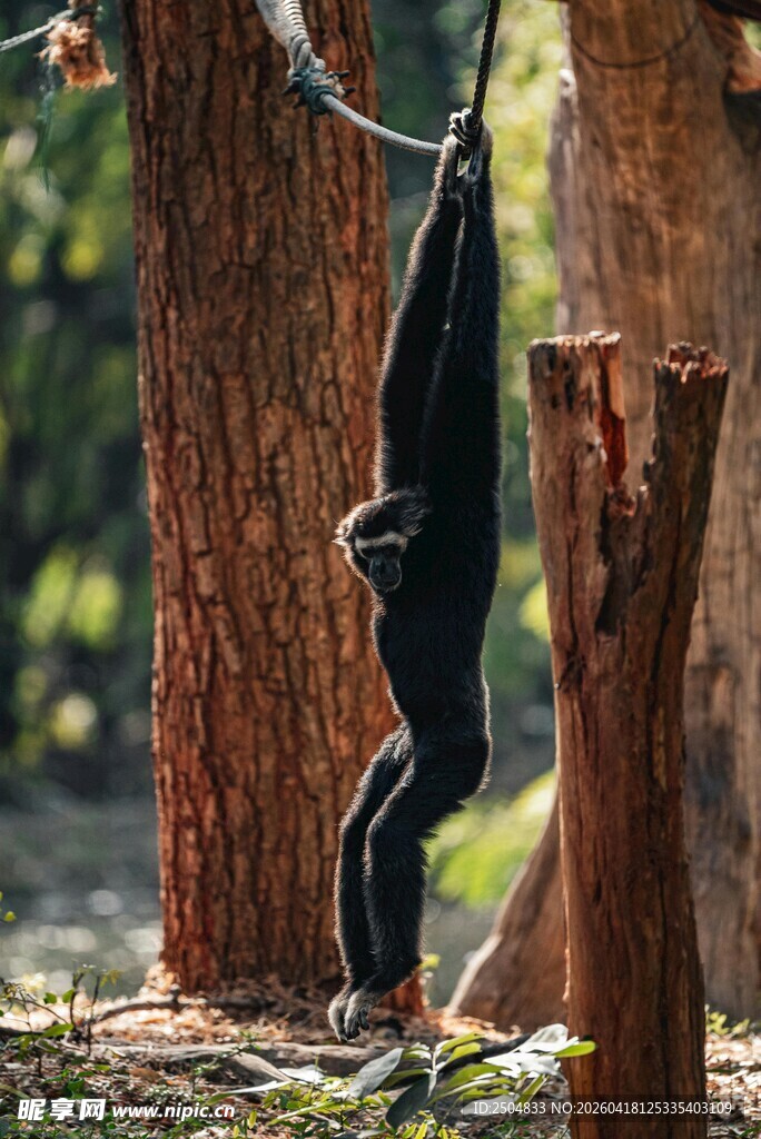 倒挂树上的黑猴