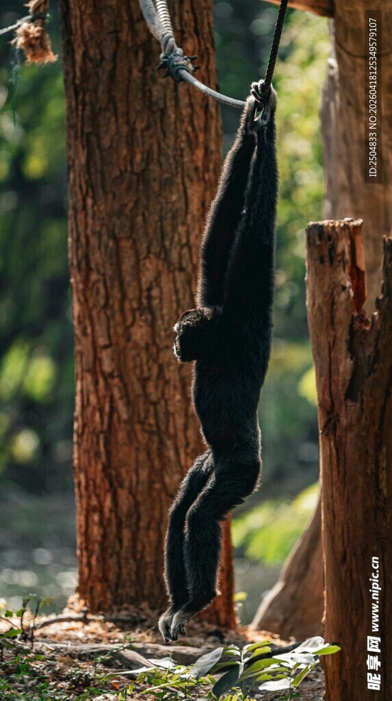 倒挂树枝的黑猩猩