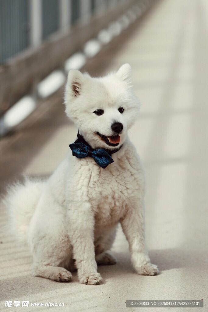 可爱萨摩耶佩戴蓝色领结