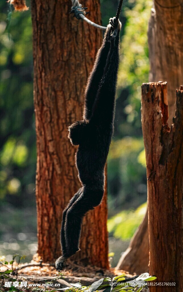 林中黑叶猴伸展身姿