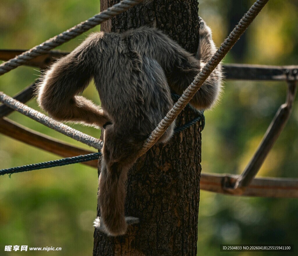 树间攀爬的小猴