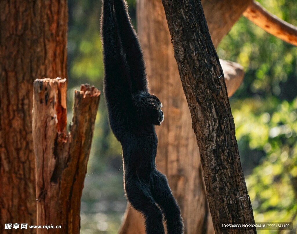 林中倒挂的黑猩猩