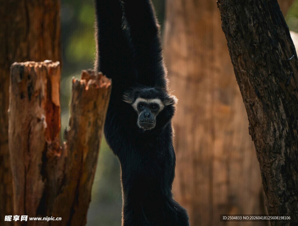 黑猴立于木旁好奇张望