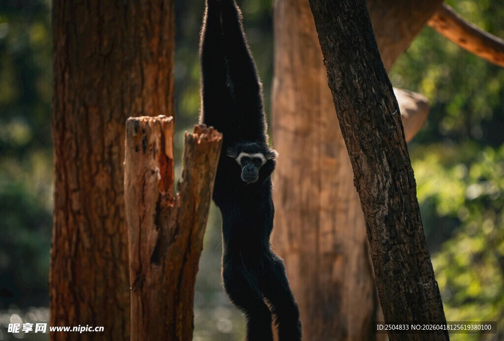 林间倒挂玩耍的黑猩猩