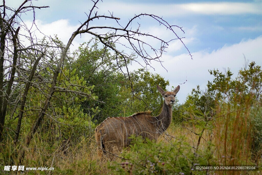 野外小鹿于繁茂草木间