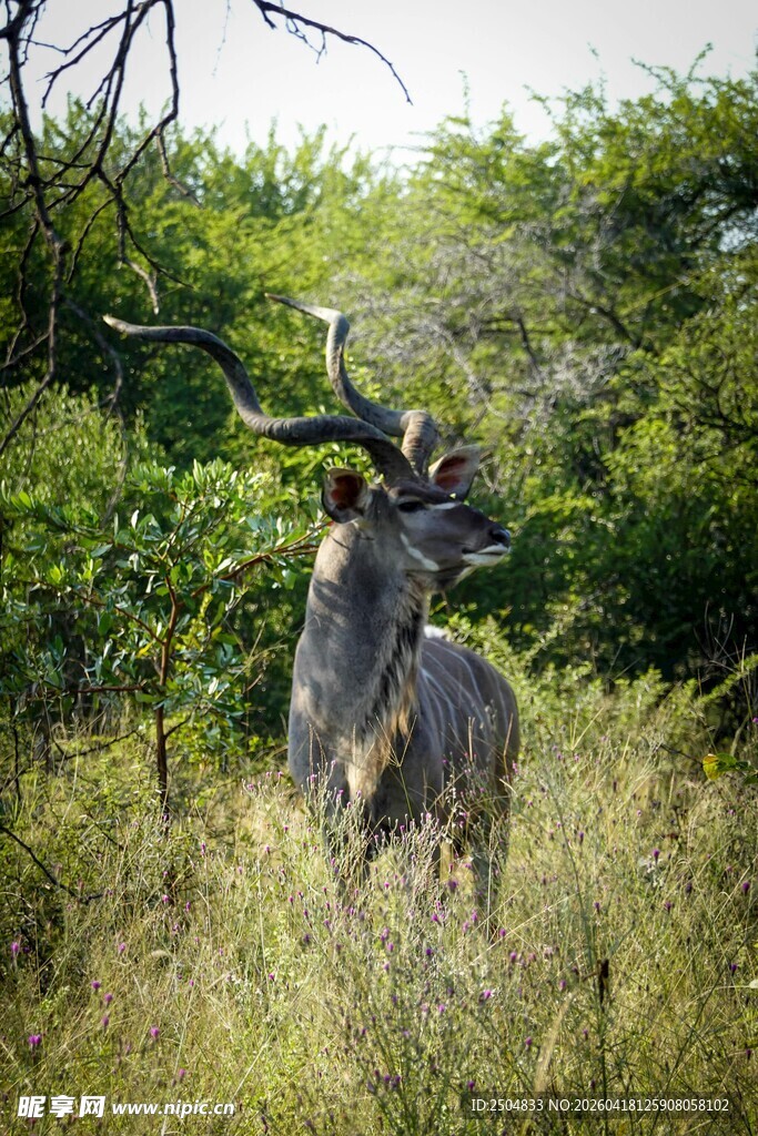 草原上的捻角羚