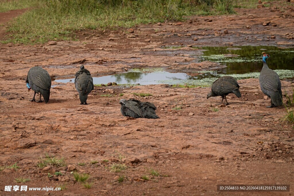 泥土地上的几只灰色鸟儿
