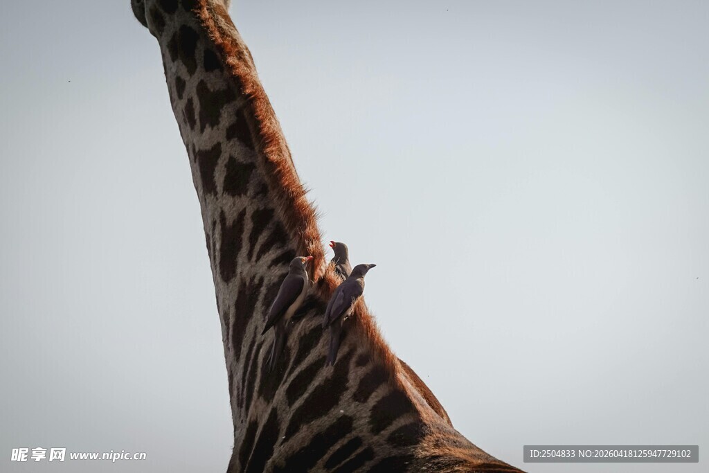 长颈鹿颈上的小鸟