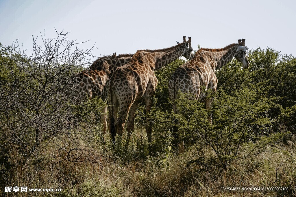 草原上的长颈鹿群