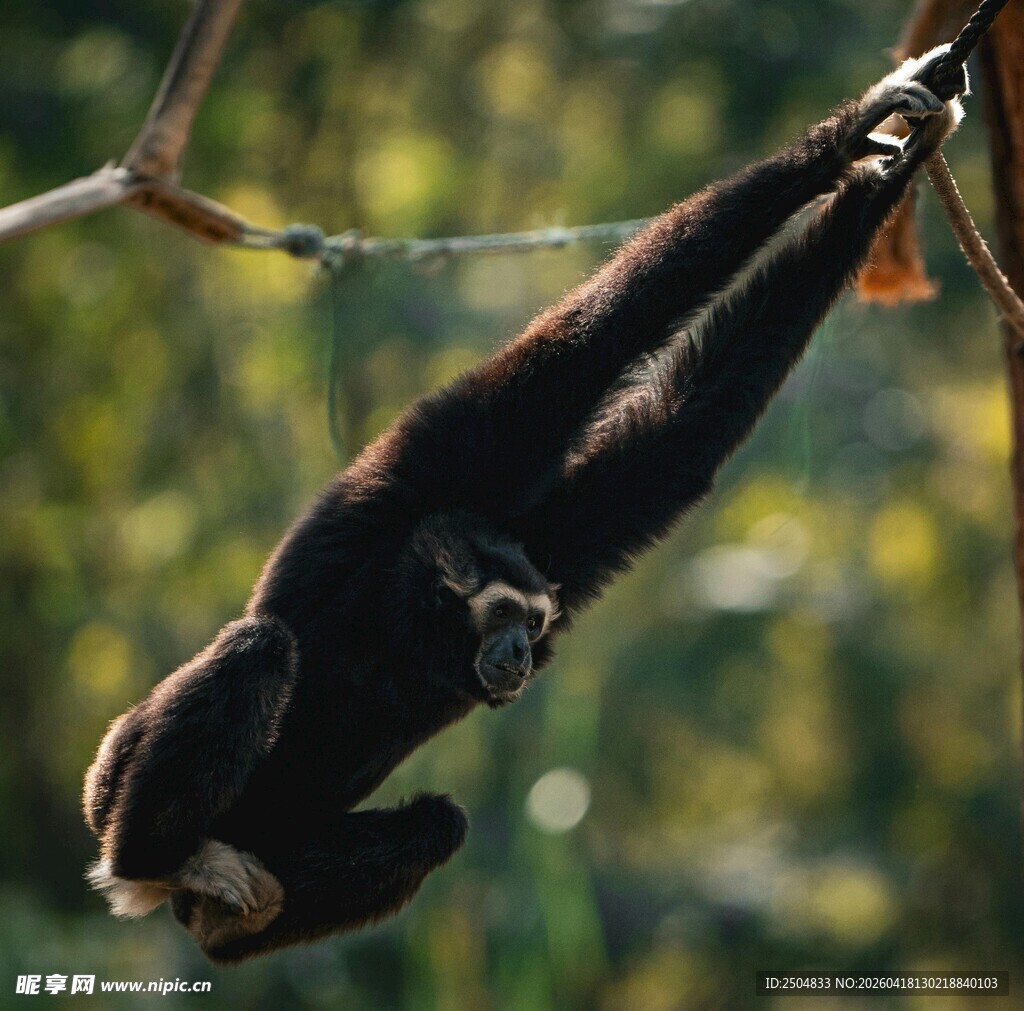挂在绳上的长臂猿