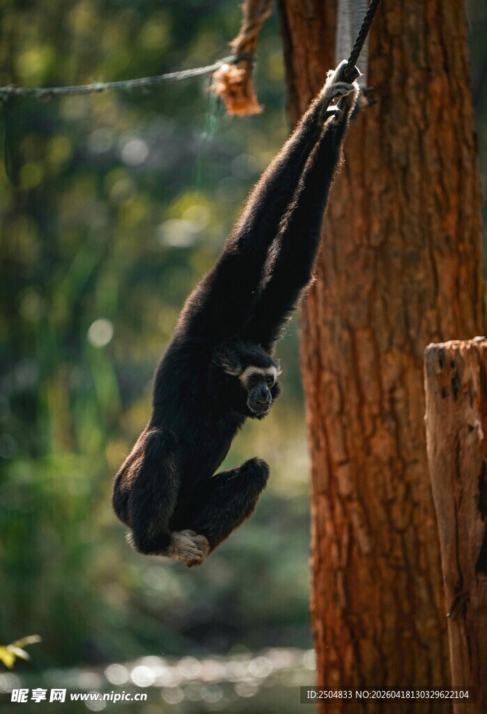 挂在树上的黑猴