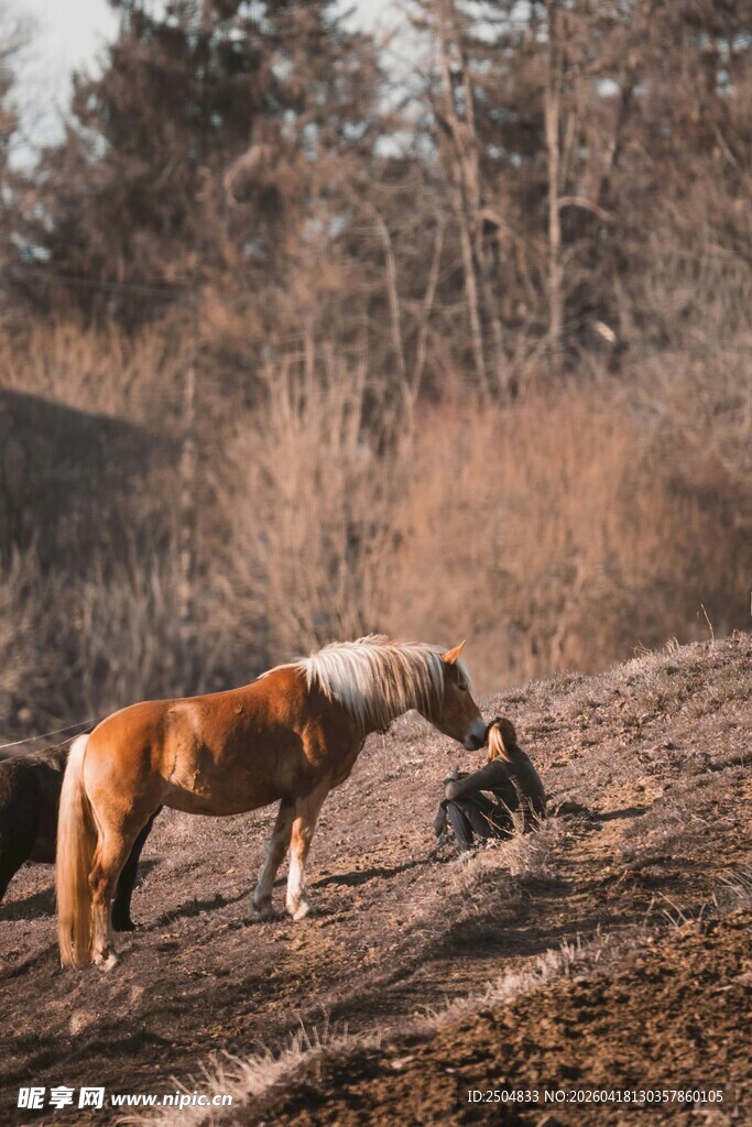 田野中低头吃草的骏马