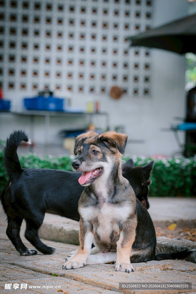 两只可爱狗狗户外休憩