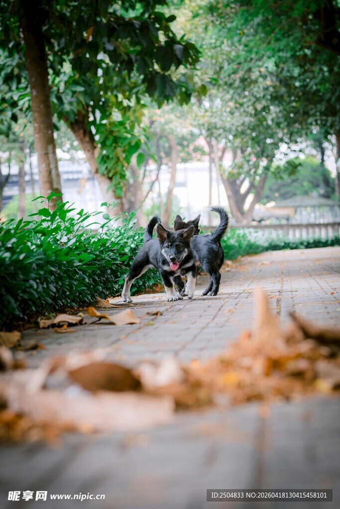 公园中嬉戏的两只可爱小狗